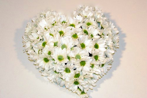margherita bianca per funerale
