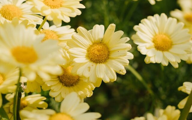 fiori funebri