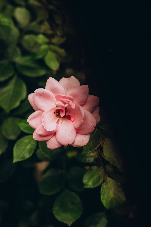 consegna di fiori e piante