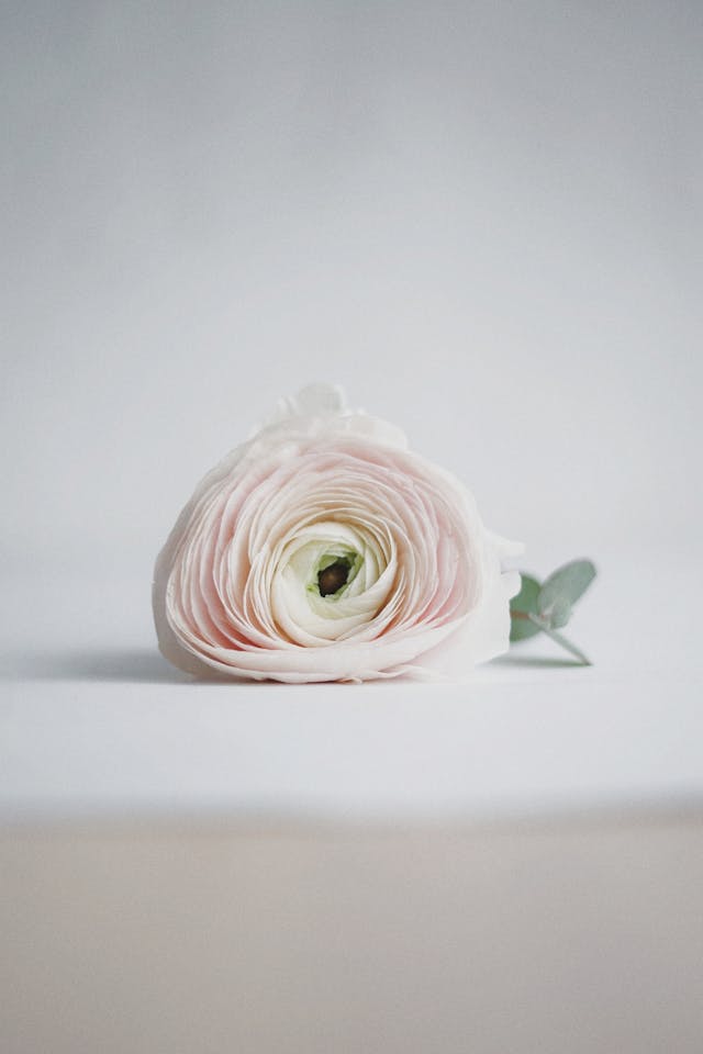 fiori online per esprimere vicinanza