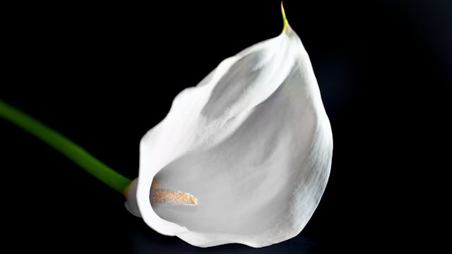 i fiori più indicati per un funerale