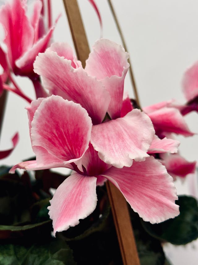 ciclamini per omaggiare i defunti