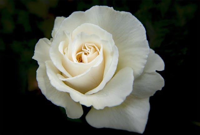 fiori bianchi per la perdita di una persona giovane