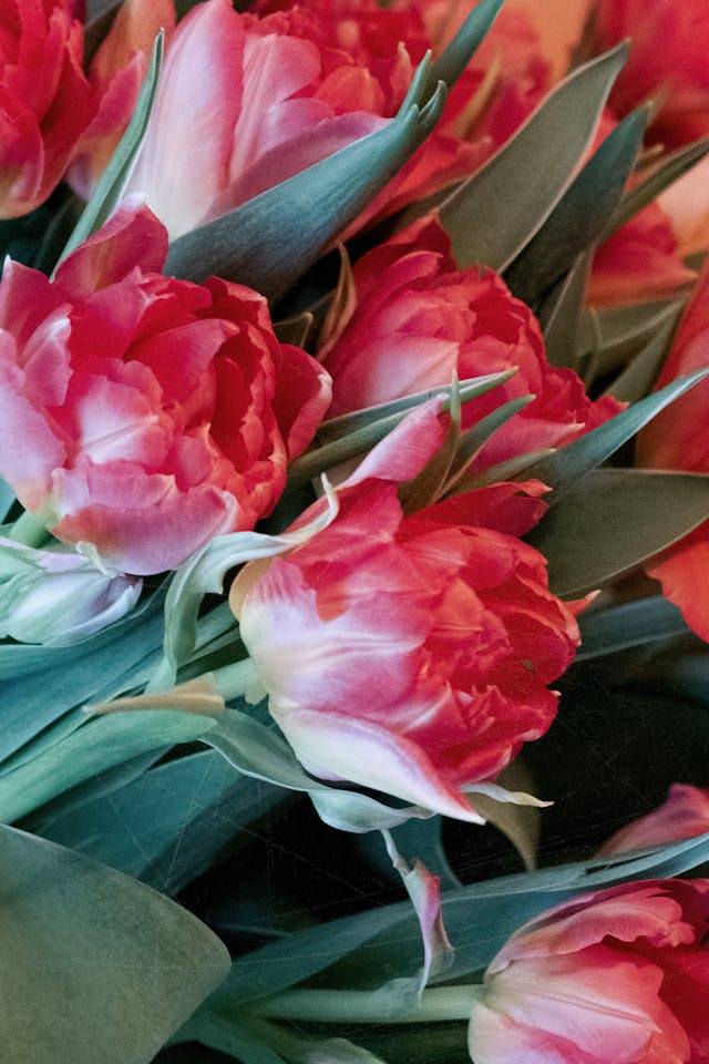 tre fiori primaverili adatti per un funebre