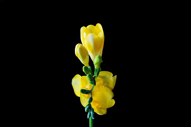 cosa comunicano i fiori per un funerale