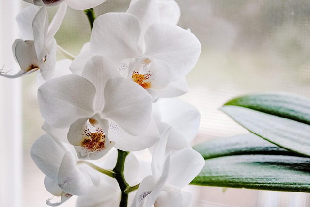 fiori in memoria di una mamma