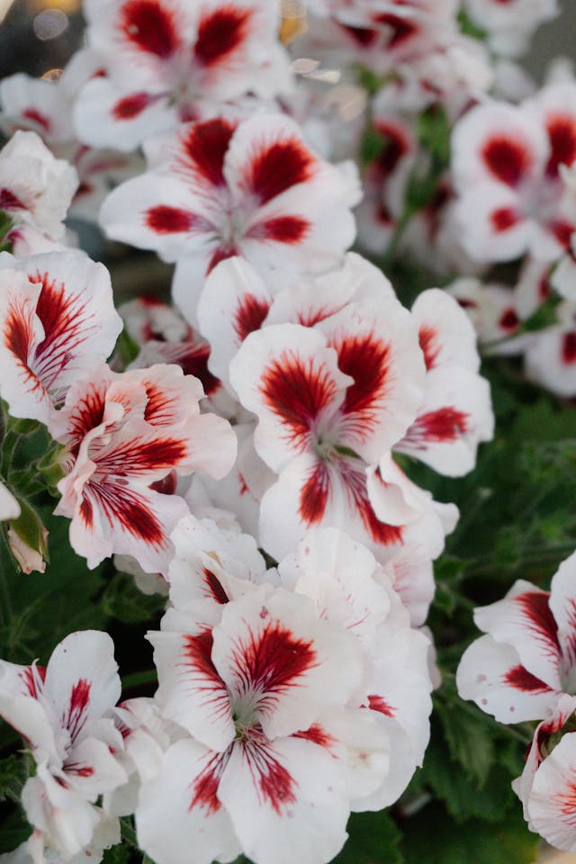 geranio per funerale