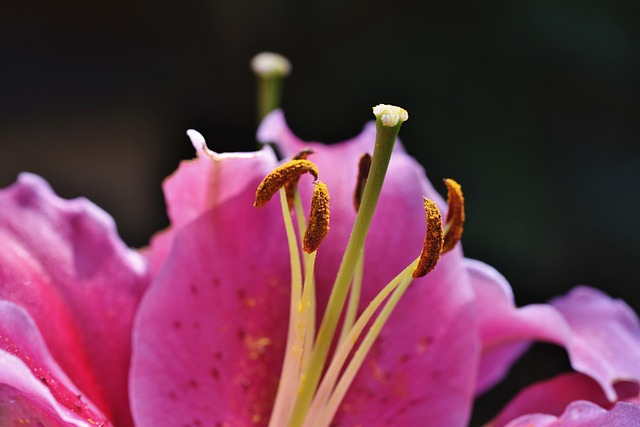 i migliori fiori per ricordare una persona cara
