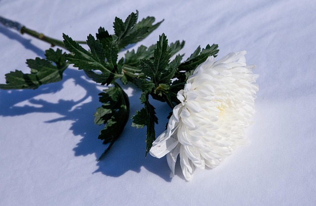quali sono i fiori che rappresentano il lutto