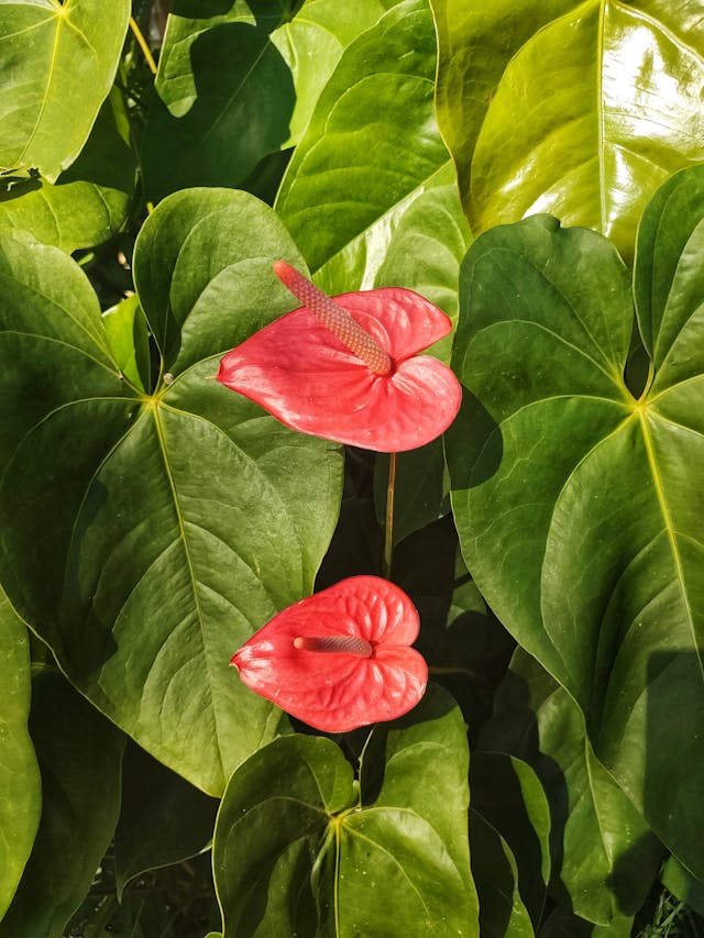 fiore di anthurium